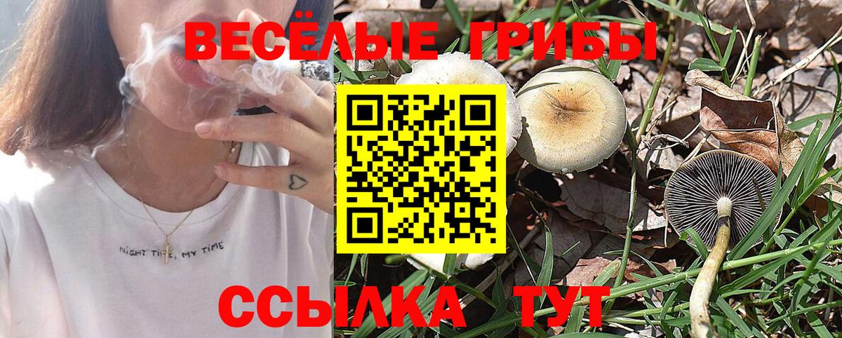 Псилоцибиновые грибы Psilocybe Ульяновск